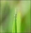 Climb that plant.jpg