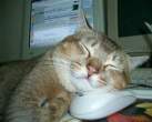 cat-and-mouse.jpg