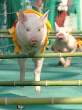 Pig.jpg