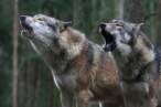 Wolf.jpg