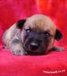 Red Puppy.jpg
