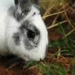 Rabbit.jpg