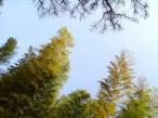 Trees.jpg