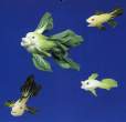 Fish.jpg