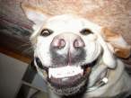 Dog.jpg