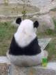 Panda.jpg