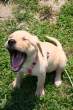 Puppy.jpg