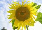Sunflowers.jpg
