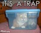 trap.jpg
