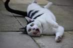 Wierd Cat.jpg