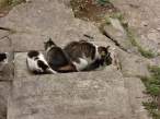 Cats.jpg