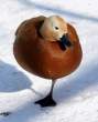Duck.jpg