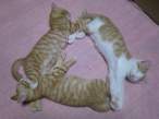 Cats.jpg