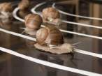 Snail race.jpg