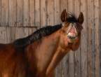 Horse.jpg