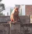 Bald monkey.jpg