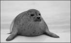 Seal.jpg