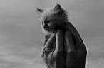 Cat.jpg