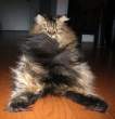 Big Cat.jpg