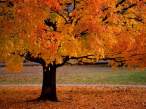 Autumn.jpg