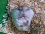 Hamster.jpg