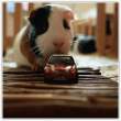 Guinea pig.jpg