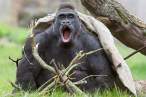 Gorilla.jpg