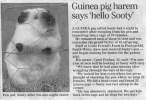 Horny Guinea Pig.jpg