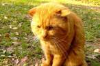 Kitty.jpg