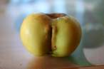 Apple.jpg