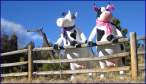 Cows.jpg