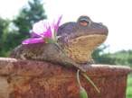 frog.jpg