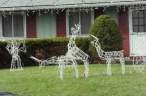 Naughty Reindeer.jpg