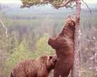 Bears Gone Wild.jpg