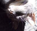 Lying in the Sun.jpg
