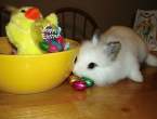 Tiny Easter bunny.jpg