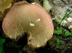 Champignon.jpg