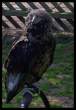 Newent Bird.jpg