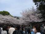 Sakura at Ueno Park.jpg