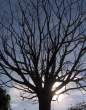 Tree's Shade.jpg
