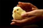 Chick.jpg