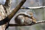 Squirell.jpg