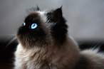 Blue eyes.jpg