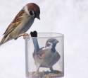 Sparrow.jpg