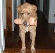 Doggy Dildo.jpg