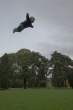 Flying.jpg