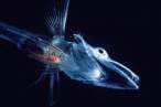 Transparent Fish.jpg