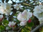 Vision Of Spring.jpg