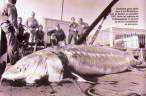 Giant squid.jpg