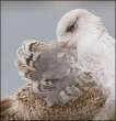 Feathers [18+].jpg